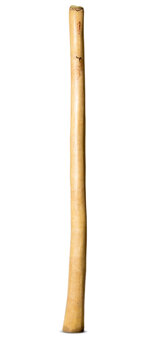 Medium Size Natural Finish Didgeridoo (TW1660)